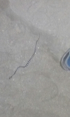 Trimorphodon lyrophanes