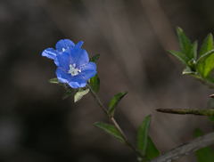Evolvulus glomeratus