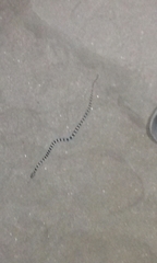 Trimorphodon lyrophanes