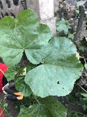 Malva parviflora parviflora