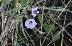 Ipomoea amnicola