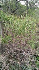 Baccharis articulata