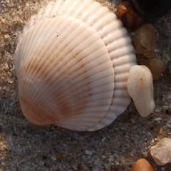 Lunarca ovalis
