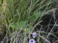 Ipomoea amnicola
