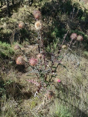 Cirsium oaxacanum