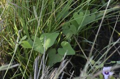 Ipomoea amnicola