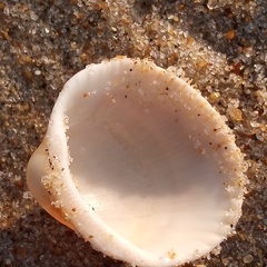 Lunarca ovalis