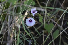 Ipomoea amnicola
