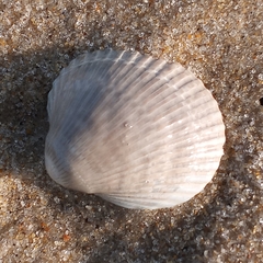 Lunarca ovalis