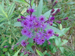 Vernonia fasciculata