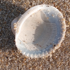 Lunarca ovalis