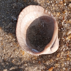 Lunarca ovalis