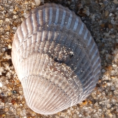 Lunarca ovalis