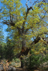 Quercus kelloggii
