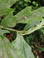 Dicranopalpus