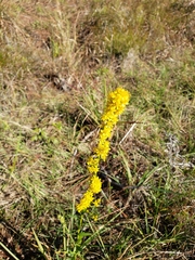 Solidago virgata