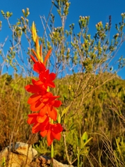 Watsonia