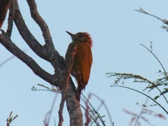 Dryobates passerinus