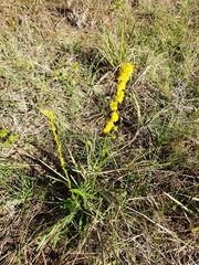 Solidago virgata