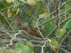 Phacellodomus rufifrons