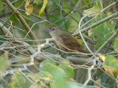 Phacellodomus rufifrons