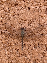 Bradinopyga strachani