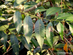 Ailanthus triphysa