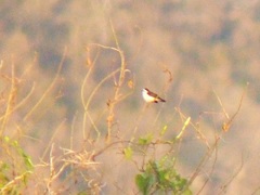 Fluvicola albiventer