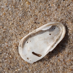 Crepidula plana