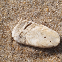 Crepidula plana