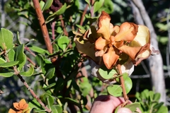 Exobasidium ferrugineae