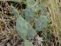 Opuntia mesacantha