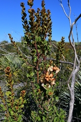 Exobasidium ferrugineae