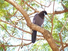 Cyanocorax cyanomelas