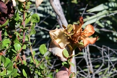 Exobasidium ferrugineae