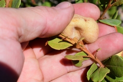 Exobasidium ferrugineae