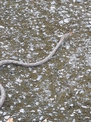 Dryophiops rubescens