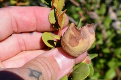 Exobasidium ferrugineae