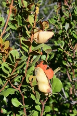 Exobasidium ferrugineae