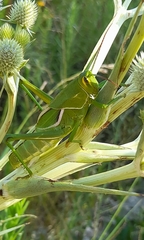 Staleochlora viridicata