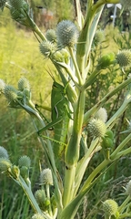 Staleochlora viridicata