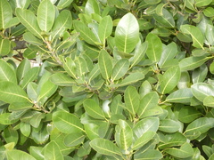 Ficus aurea