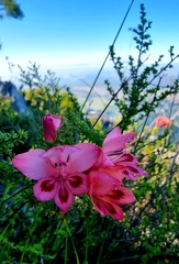 Gladiolus oreocharis