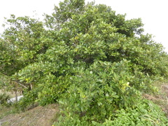 Ficus aurea