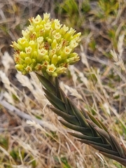 Crassula flava