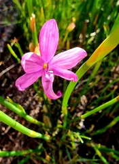Ixia micrandra