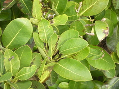 Ficus aurea