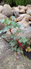 Oxalis spiralis