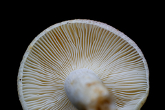 Russula lotus