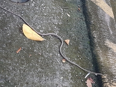 Dryophiops rubescens